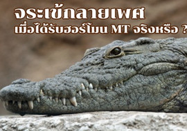 จระเข้กลายเพศ เมื่อได้รับฮอาร์โมน MT จริงหรือ? รูปภาพ 1